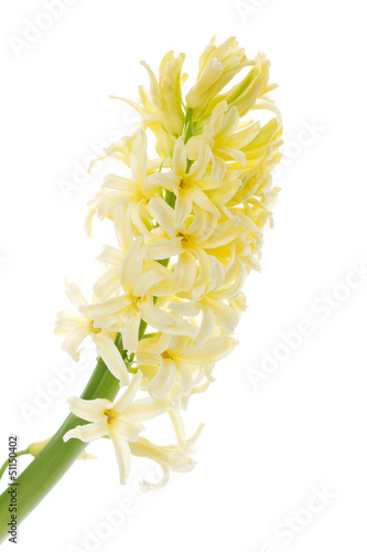 yellow hyacinth