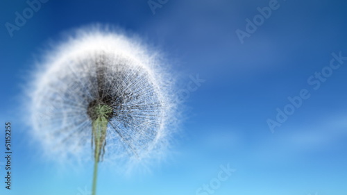 Wallpaper Mural Dandelion Seeds Torontodigital.ca