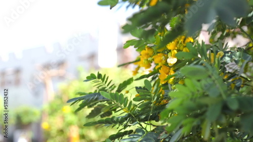 Egyptian hotel with trees and flowers
