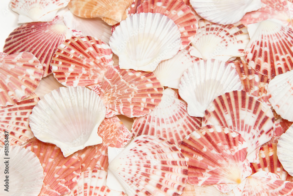 Obraz premium Pile of sea shells for background
