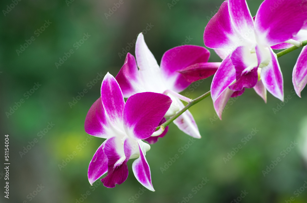 orchid orchid