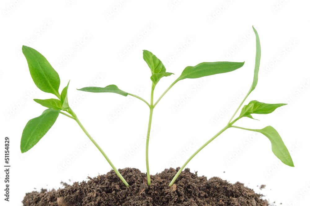 Pepper seedlings
