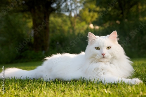 Fototapeta Naklejka Na Ścianę i Meble -  The beauty big white cat