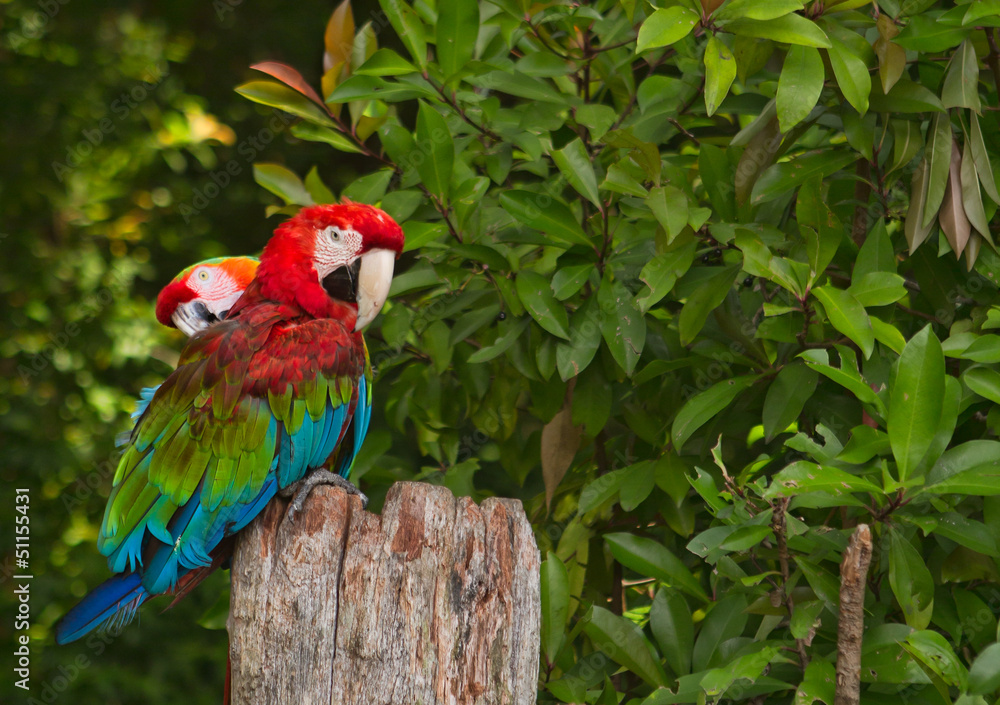Beautiful Hawaiian Parrots