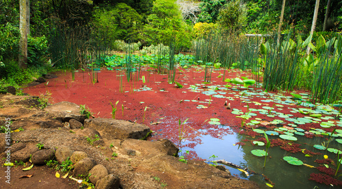 Red algae garden at Waimea Valley, Oahu, Hawaii photo