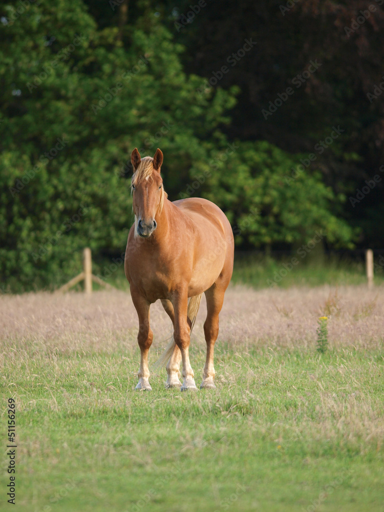 Horse In Paddock