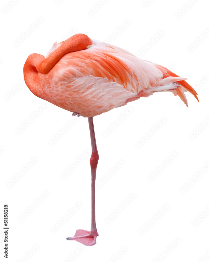 Obraz premium Flamingo isolated on white background