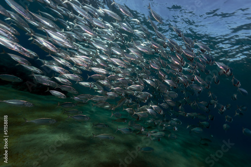 Striped mackerel feeding in the Red Sea.