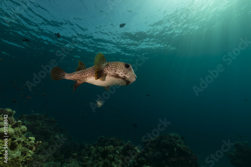 Porcupinefish in the Red Sea.