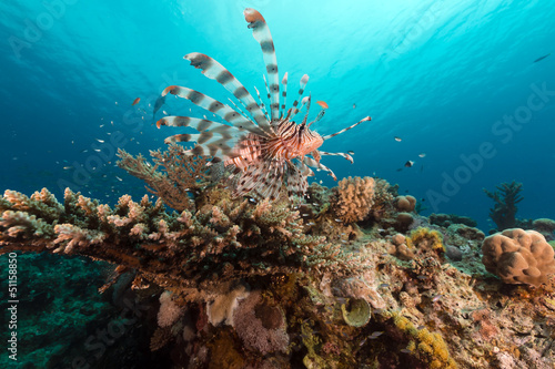 Lionfish and coral in the Red Sea. © stephan kerkhofs