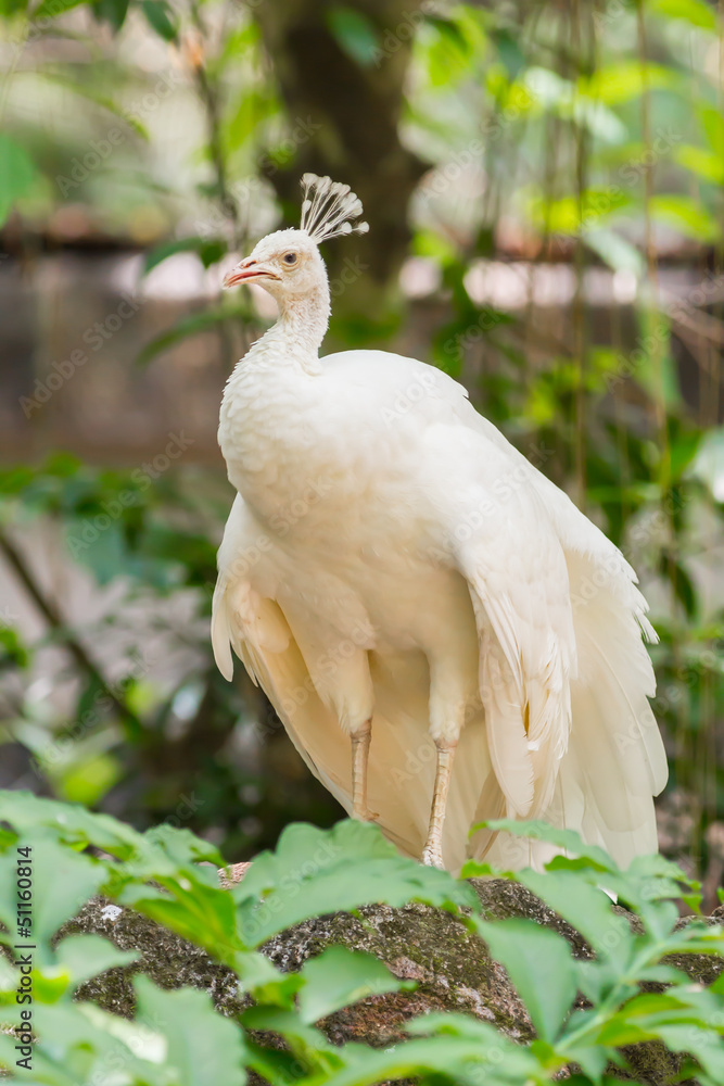 Obraz premium The portrait of white peacock