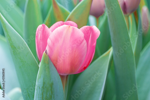 Pink tulip in garden