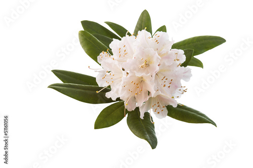 White and Pink Rhododendron flower in Full Seasonal Bloom photo