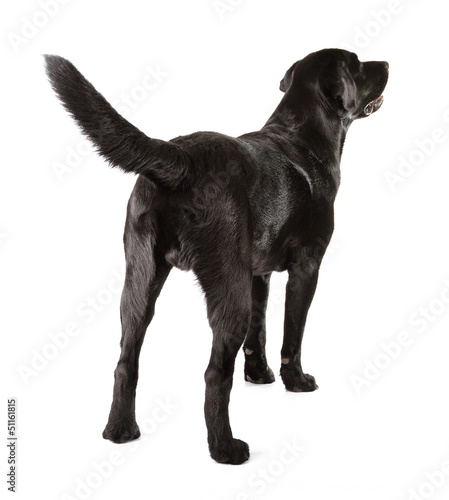 Black Labrador Retriever