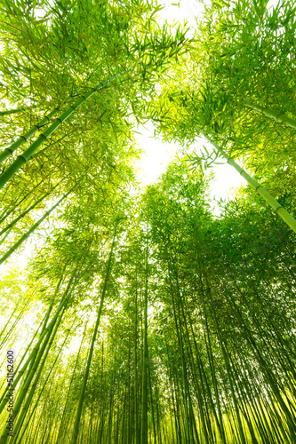 Bamboo forest,