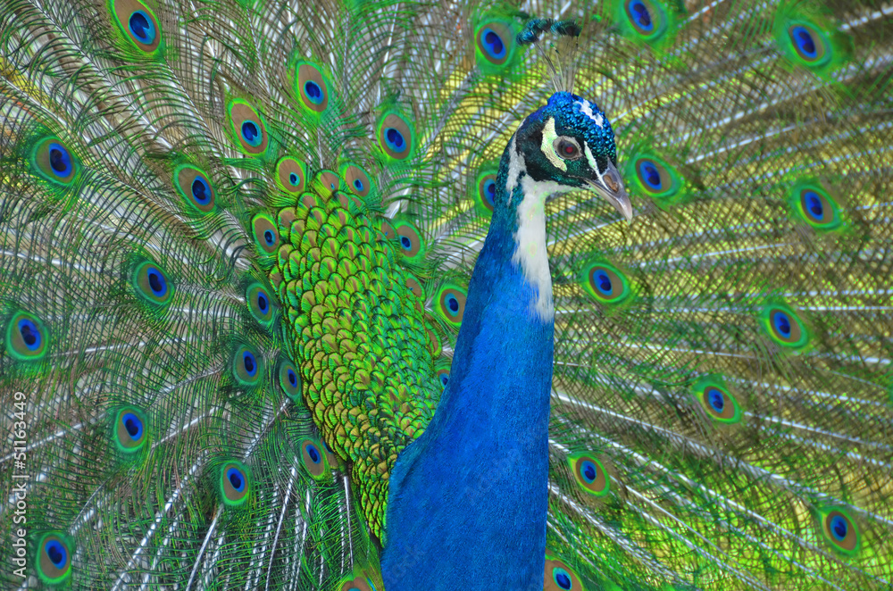 Fototapeta premium Magnificent Peacock