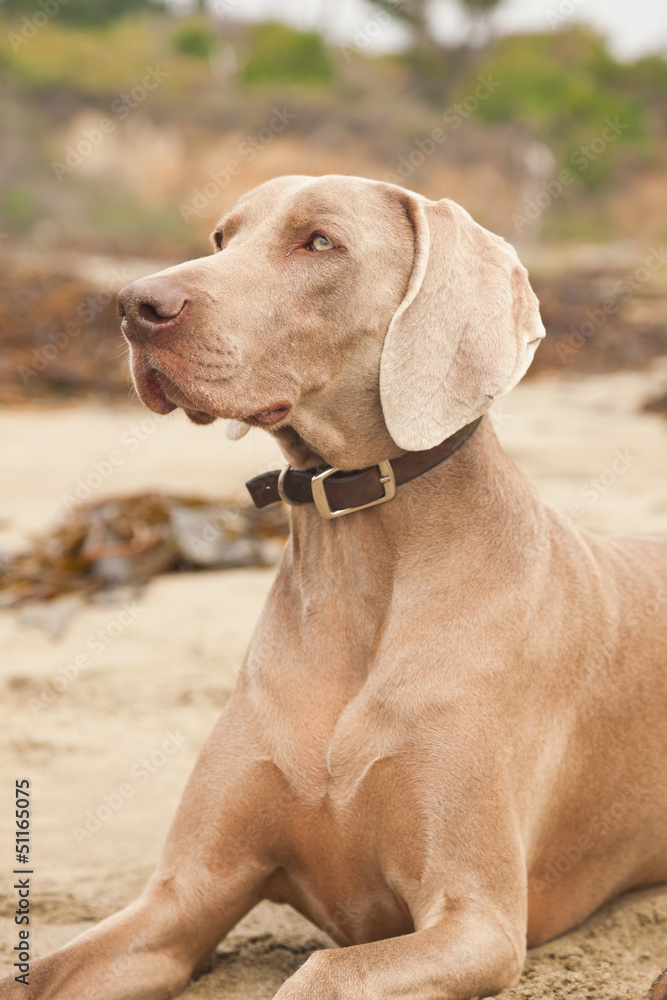 Weimaraner dog on the beach. San Simeon. USA. California.