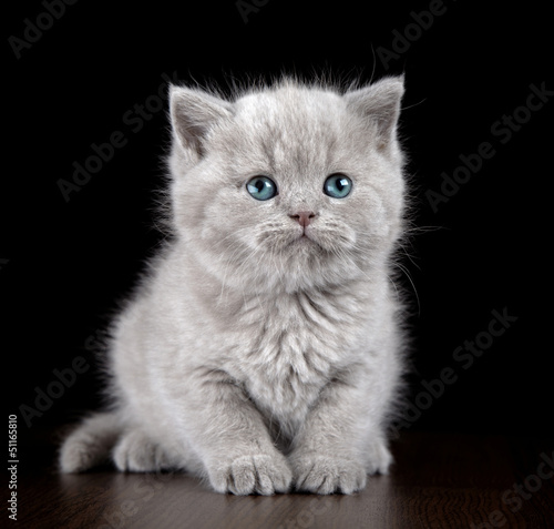 British short hair kitten