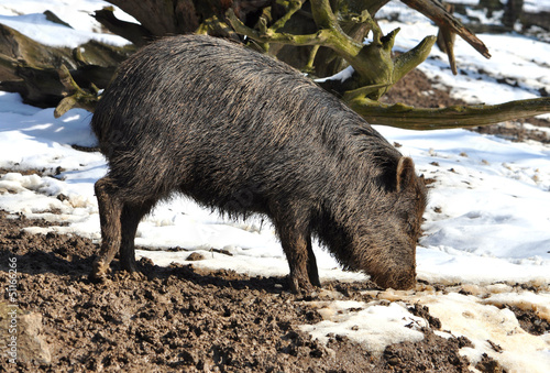 wild boar photo