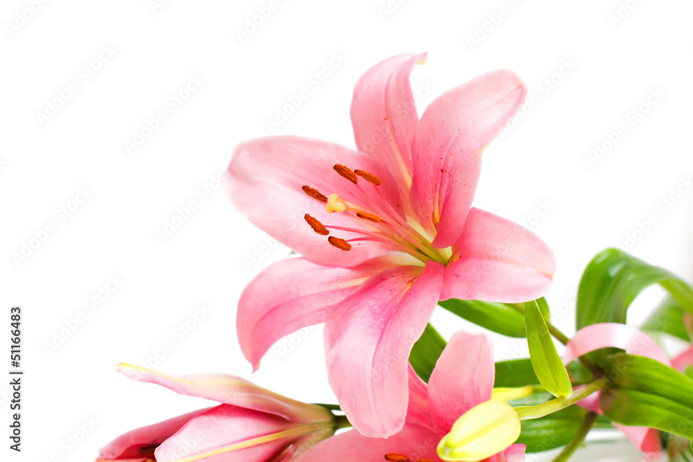 Beautiful Pink Lily Flower