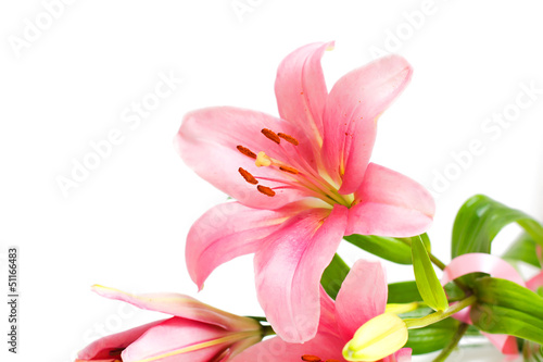 Fototapeta Naklejka Na Ścianę i Meble -  Beautiful Pink Lily Flower