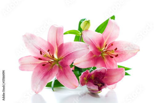 Fototapeta Naklejka Na Ścianę i Meble -  Beautiful Pink Lily Flowers