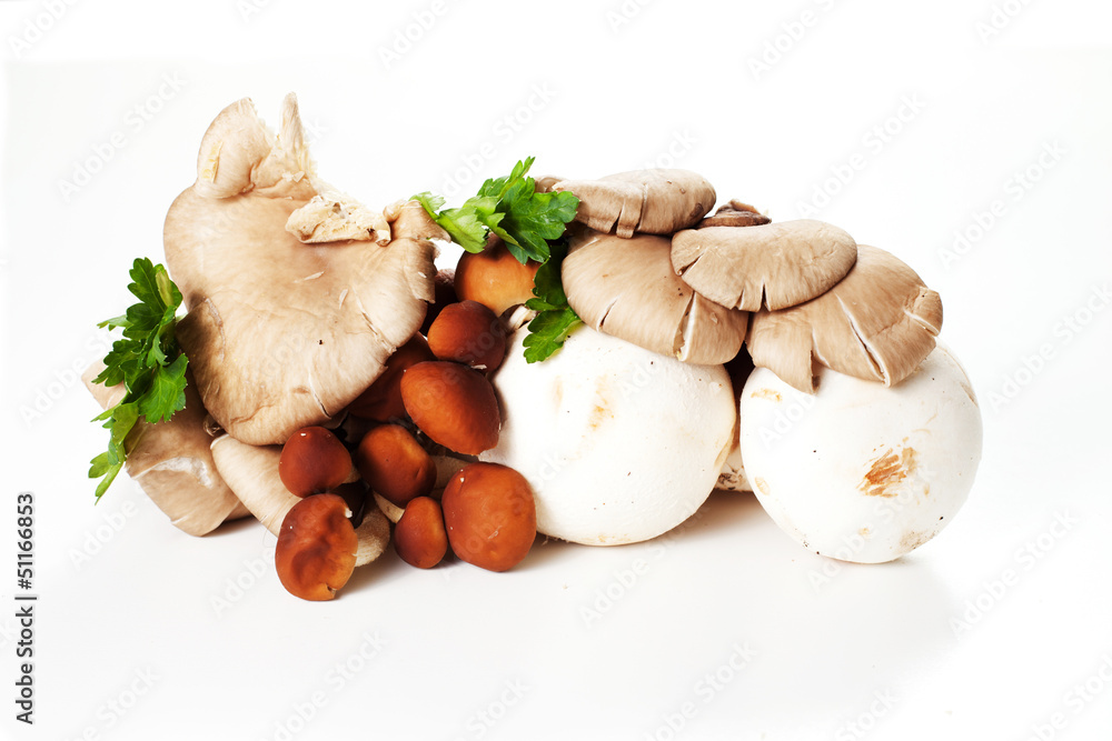 Fototapeta premium variety mushrooms isolated