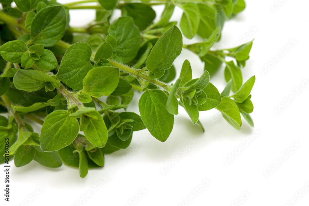 bunch of marjoram isolated on white background