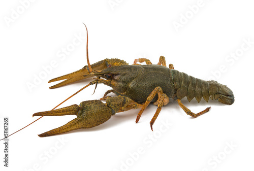 crayfish isolated