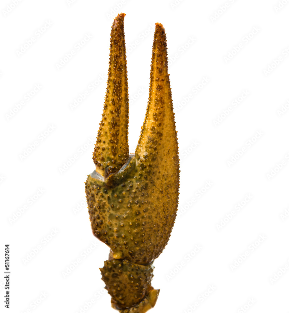 Obraz premium claw crayfish isolated