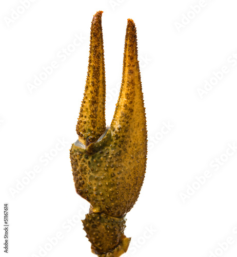 claw crayfish isolated
