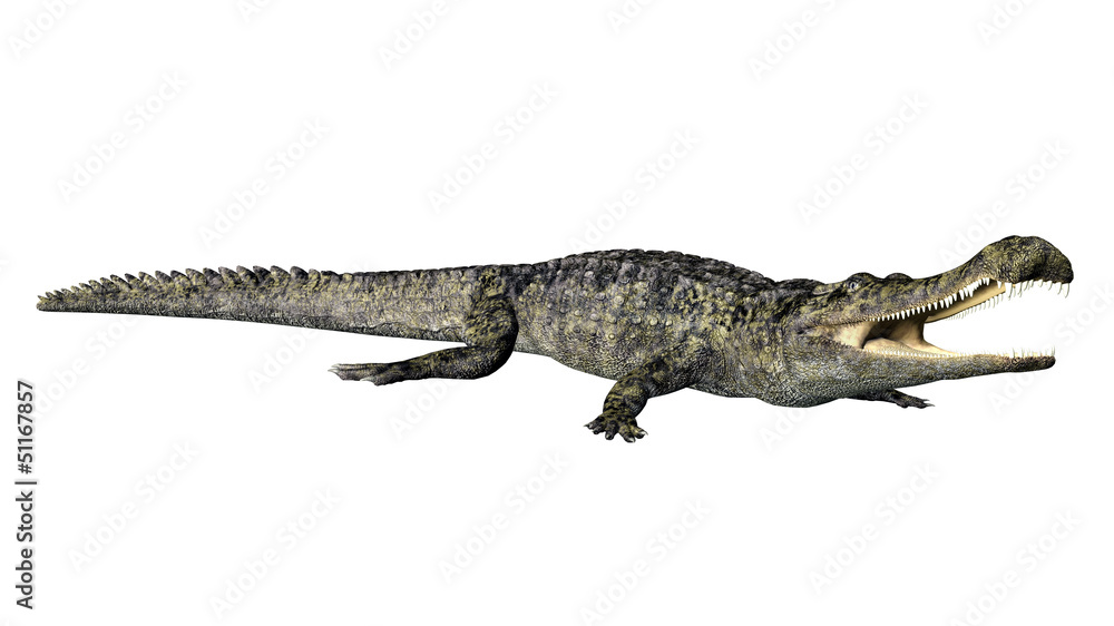 Obraz premium Krokodyl