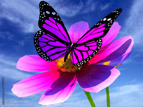 Beautiful Cosmos Flower and butterfly against the sky