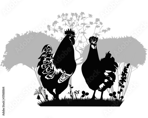 Cock a hen a chicken of a bird it is isolated  a farm