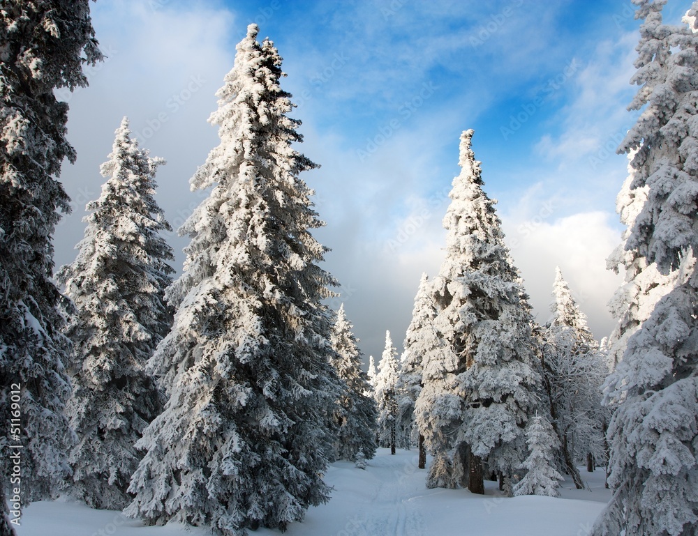 beautiful wintry view of snowy wood on mountains beautiful wintry view of snowy wood on mountains
