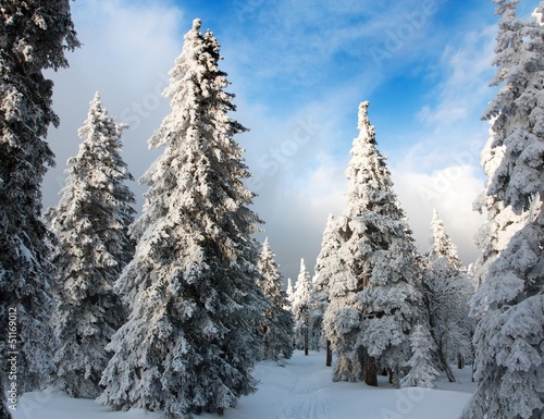 beautiful wintry view of snowy wood on mountains © Daniel Prudek