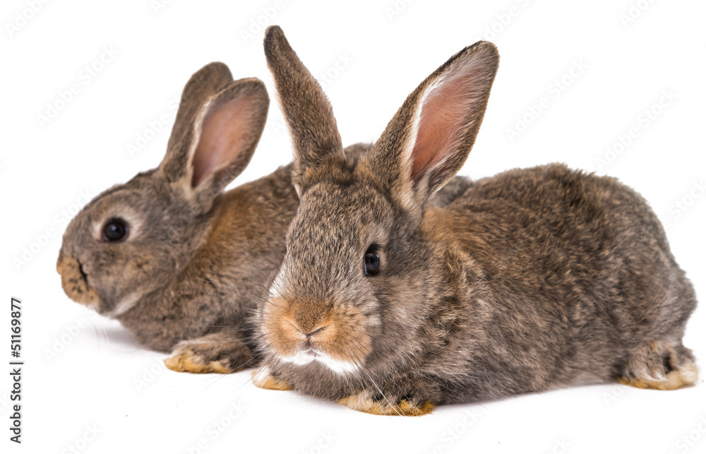 gray rabbit isolated gray rabbit isolated