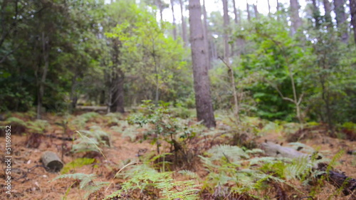 Autumn green forest in South Africa next to cape town city