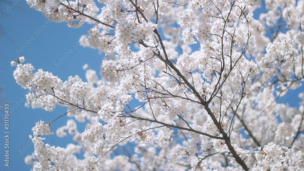 Blossom on a Japanese cherry tree. Shallow DOF. Blossom on a Japanese cherry tree. Shallow DOF.