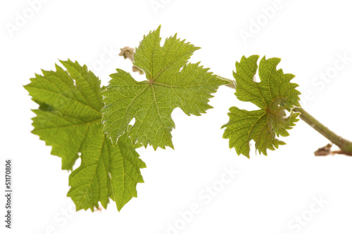 Grape plants with leaves