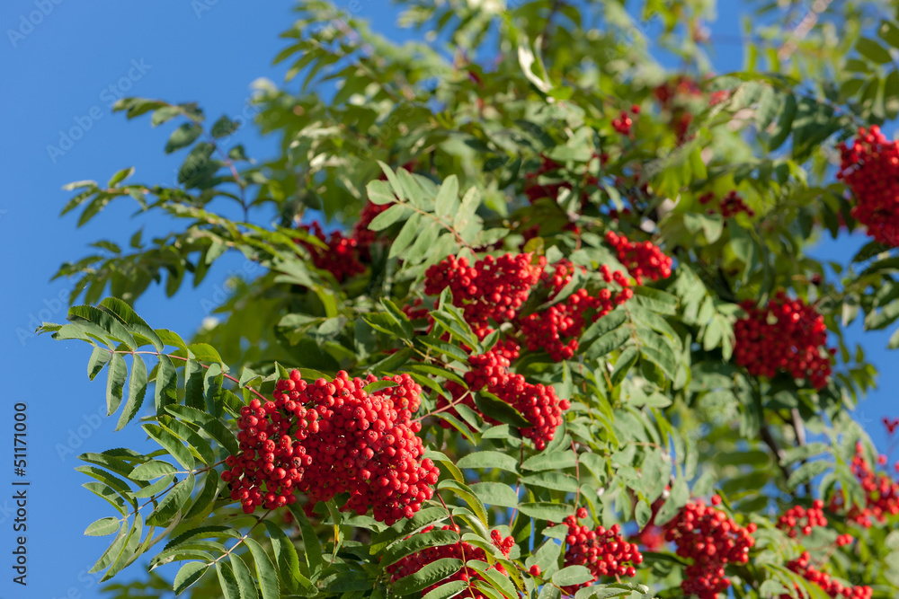autumn rowan autumn rowan
