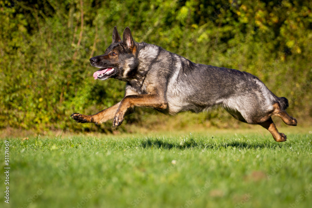 Deutscher Schäferhund Deutscher Schäferhund