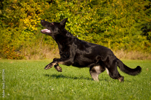 Schwarzer Schäferhund © hemlep