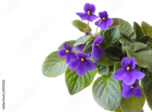 violet flowers on a white background isolated