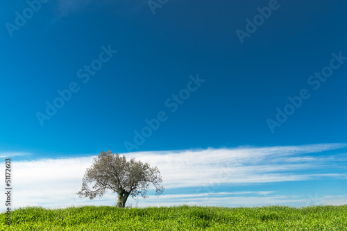 Lonely olive tree under dramatic blue sky