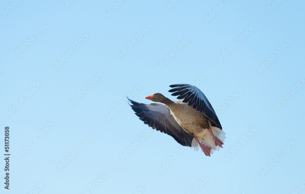 Obraz premium Goose flying in a blue sky in spring