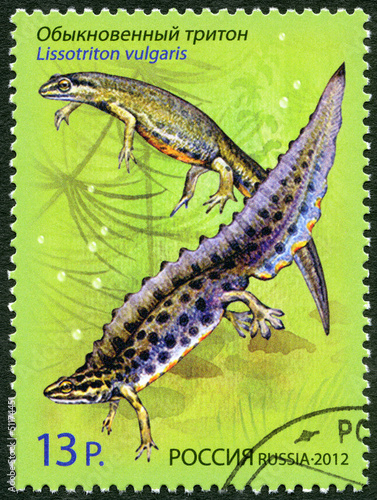 RUSSIA - 2012: shows Smooth Newt, series "Fauna. Newts"