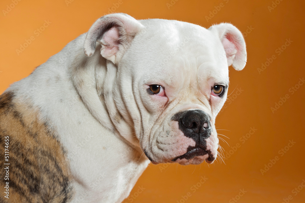 Mixed breed american and old english bulldog. Studio shot.