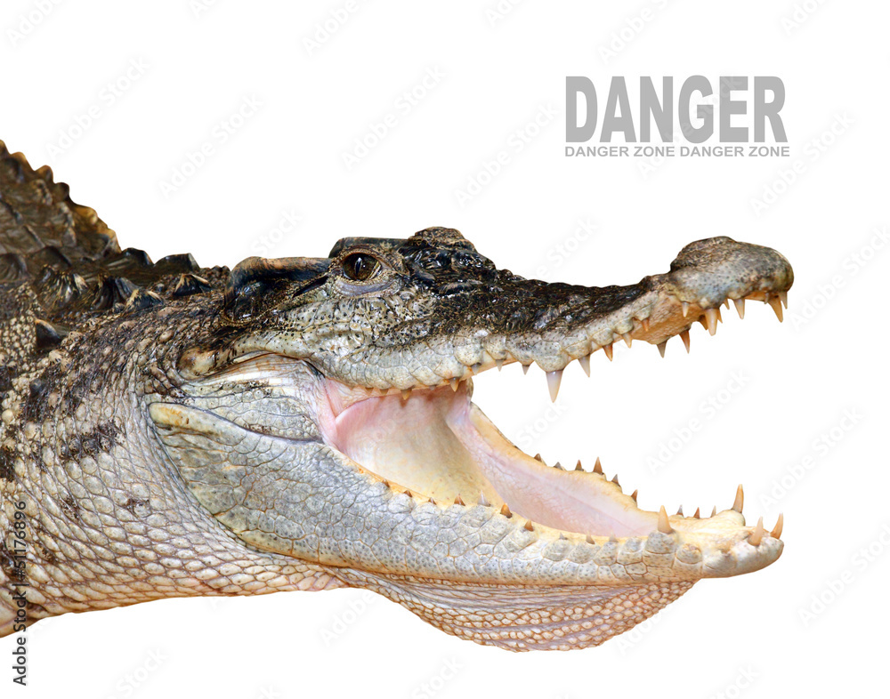 Fototapeta premium The crocodile with opened jaws.