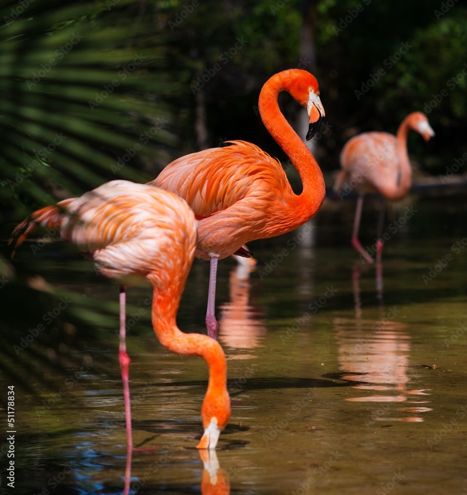 Obraz premium Grupa różowe flamingi w pobliżu wody